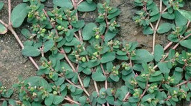  「想到」这种草叫血见愁，农村处处可见，没想到这么厉害