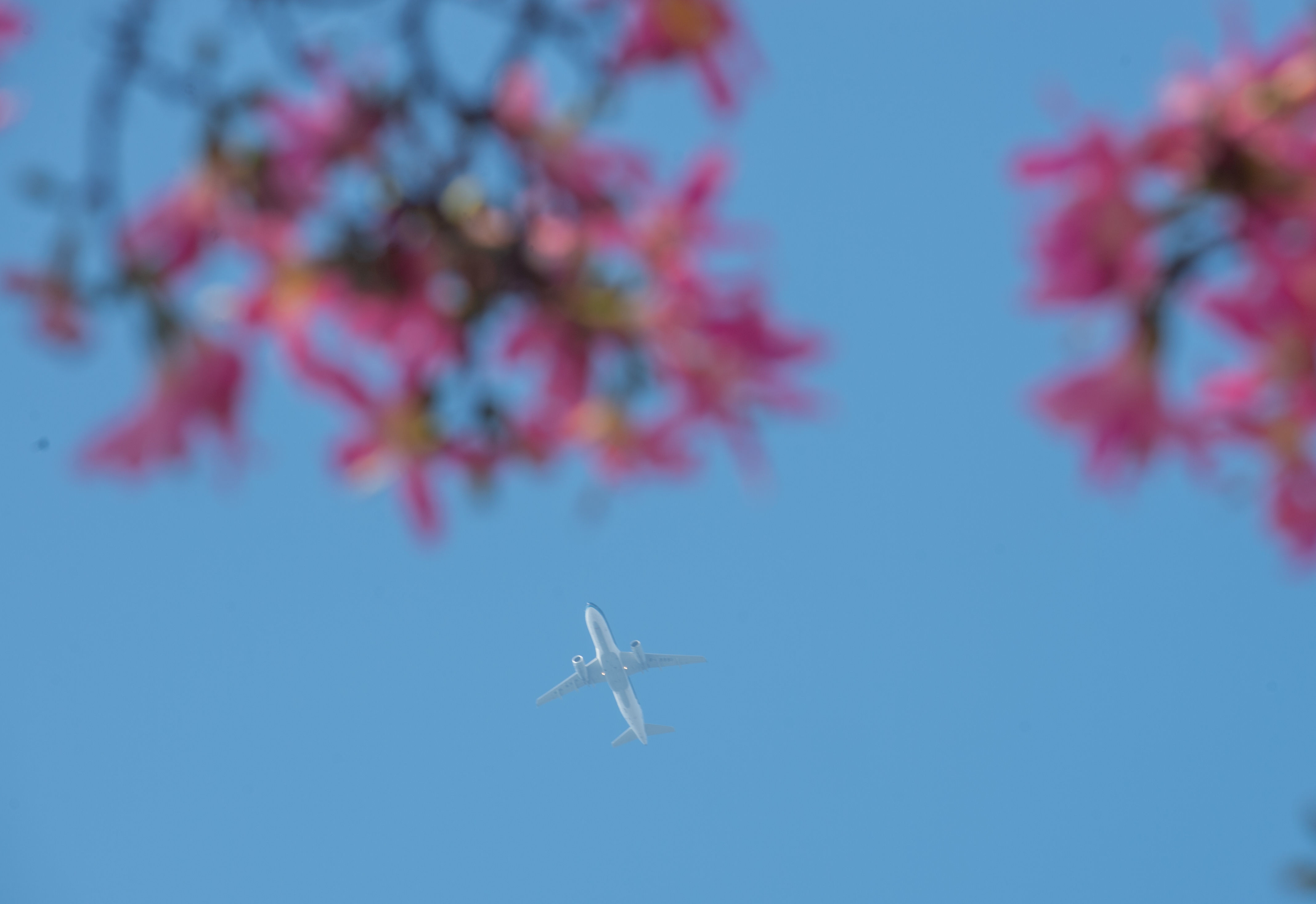 图集|美！华师校园异木棉惊艳绽放,最浪漫粉色来袭