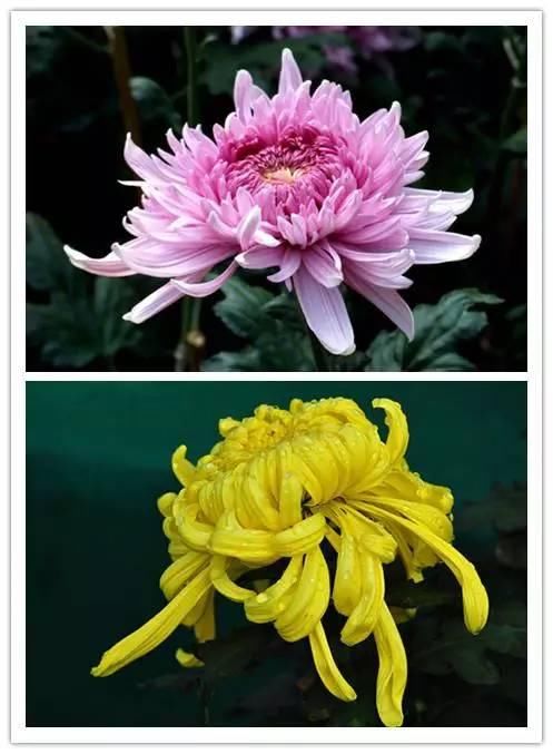 在诗词中绽放的十大名花！你喜欢哪种？