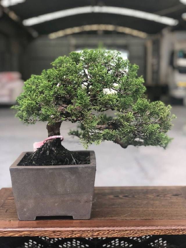 来看第@农村老伯分享的几盆真柏树盆景,盆盆都是精品,不同角度不同的美