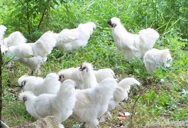 一身白丝天生温柔，深受美女喜爱，发起狠来却比斗鸡还凶猛