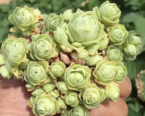  「山地」1种多肉植物像“玫瑰”，被称为“山地玫瑰”，养10盆像“花束”