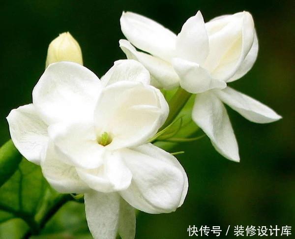『夏季』最适合夏季养护的3种花卉,花色艳丽,花期长,开花爆盆的花卉