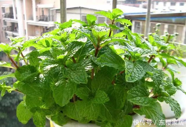 『养花』花养人,人养花,养1盆祛燥降火,能观赏,能食用