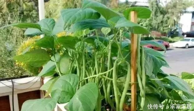  花盆里|8种在小花盆里的也能长得很好的蔬菜，高收成有窍门