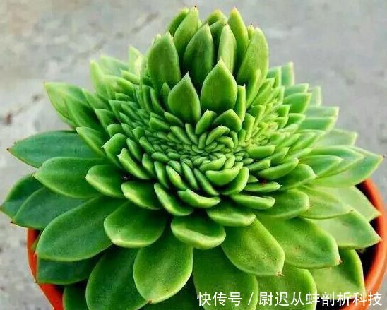  [盆栽]怎么养殖多肉盆栽长得快？3个小常识，让它比控水长得更好