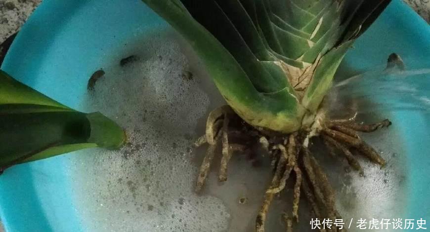 『系上的土壤』花店老板都嫌弃的花,白白送我,2个月后倒手卖100块