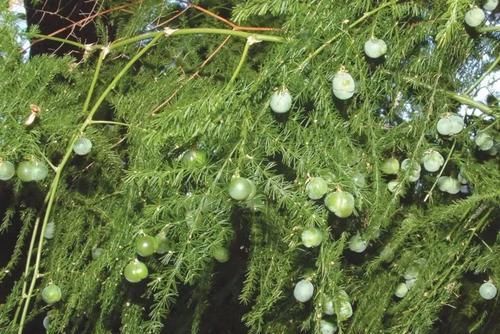  『室内』好看、小巧的室内观花植物，这几种就不要错过了