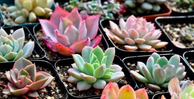  #春天#春暖花开，多肉植物这样养，叶肥茎也壮！