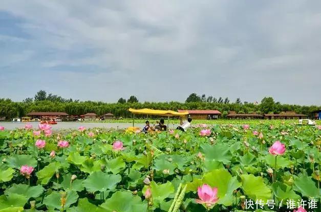 洛阳黄河滩万亩水稻熟了，新米收割古装佳丽美爆朋友圈