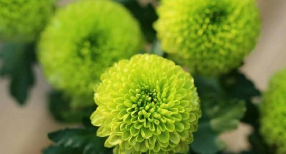  「一年四季」此花，如果养护得当一年四季都能开花爆盆。