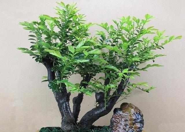 「盆景」小叶紫檀盆景怎么养都养不死,不怕干不怕冻,还能旺财