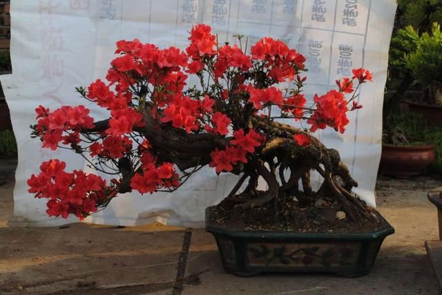  「黄叶」黄叶掉花苞的杜鹃花怎么恢复原样？按照3点做不会错，通风是关键