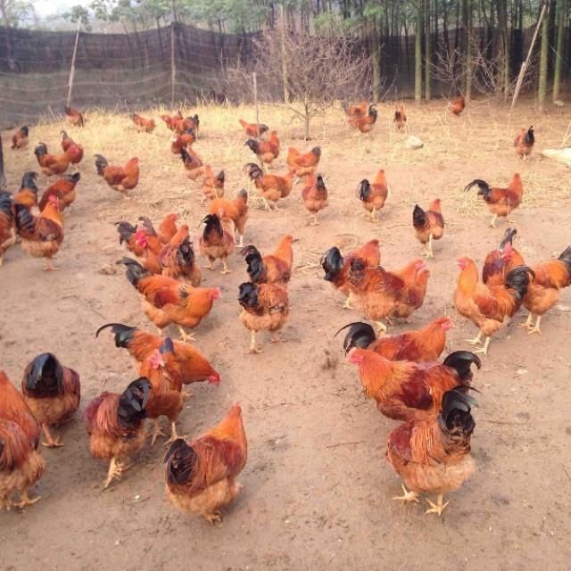  【鸡饲料】怎么降低养鸡成本？降低饲料的浪费率很重要