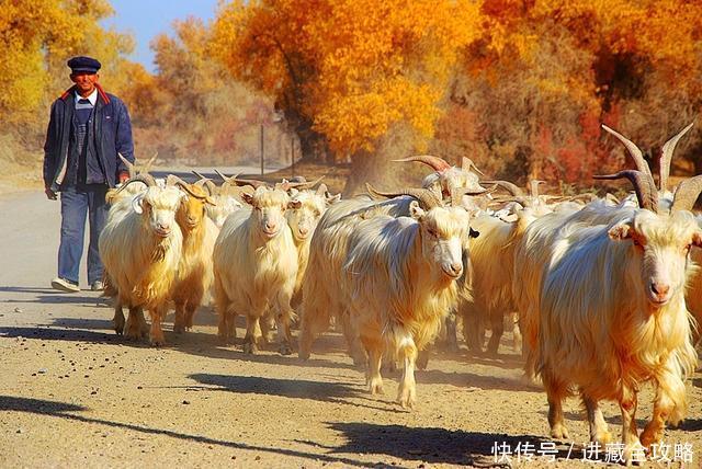 可能会错过国庆，今年额济纳的胡杨林最佳观赏期只有12天