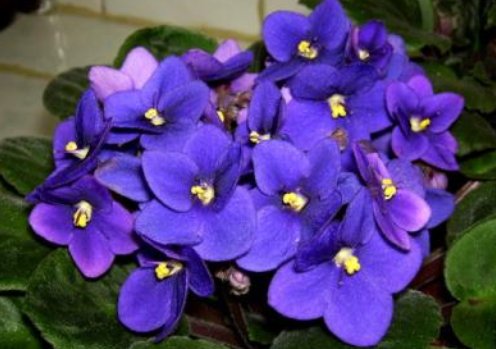  『姬小菊』养花养个“秀丽”的，花香幽香暗淡，年年开花不断，花色多又艳