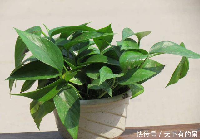  植物|2个“温度”不能养绿萝，不然黄叶立马空盆，北方人更要注意