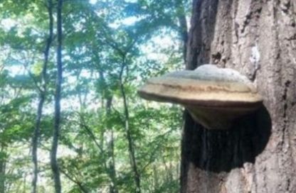  灵芝@农村大山里常见的这种“假灵芝”，对农民来说比仙草还厉害