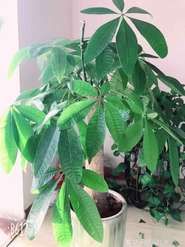  放在光照好的地方多■20种花，春天最爱疯长，爬满墙、爆开花，疯狂刹不住闸！