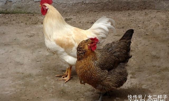  养猪：鸡在农村很常见，但它的寿命又是多少呢？大多都不知道