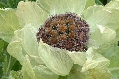 游客西藏登山遇一种“莲花”，不能随意摘，驴友：摘了走不了