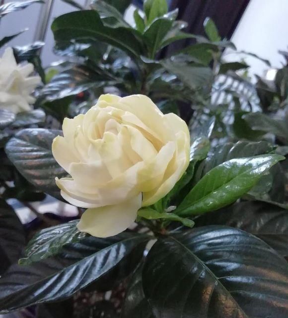  [栀子花]栀子养护小常识，栀子花喜欢湿润，搭配酸性土，栀子长的旺