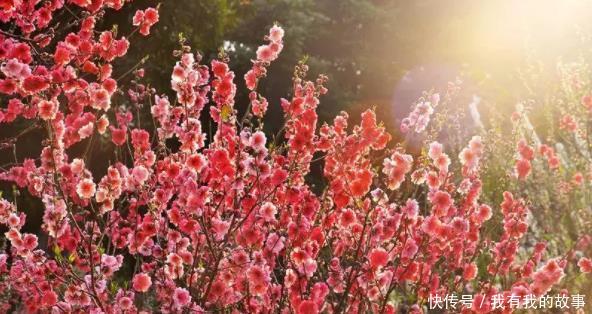  「阳春」广东5大踏春景点，阳春三月花尽开，让你赏到最美春色