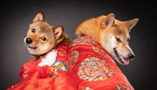  婚纱照：这对柴犬情侣婚纱照甜到爆，背后的故事羡煞一众单身狗