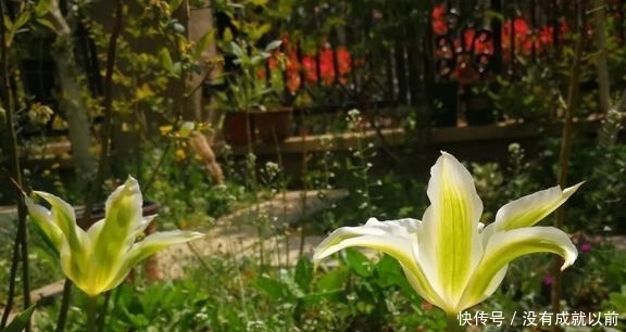  『福而摩沙』两年郁金香种植回顾