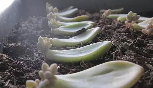  #割断#多肉出这四种“症状”，接着就是割断，半个月就生根
