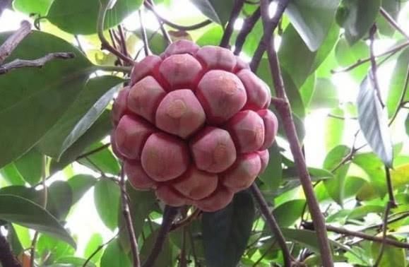  【种植】农民种植浑身是“雹”的水果，1斤卖到50元，你吃过没？