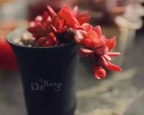  「枝条」多肉植物居然还能水培？？当然这些前提还是有的