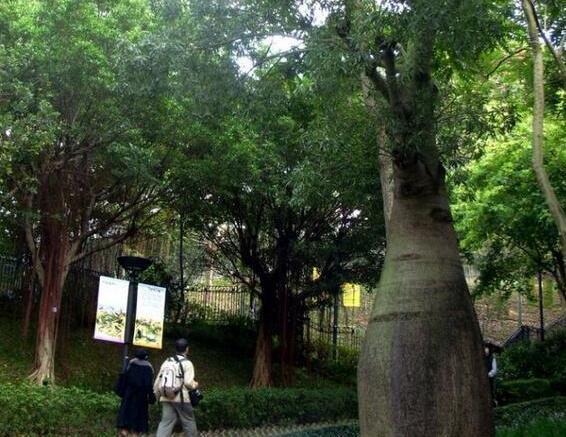 被非洲当成宝的树，一次能储存2吨水，引进国内后作用令人心酸