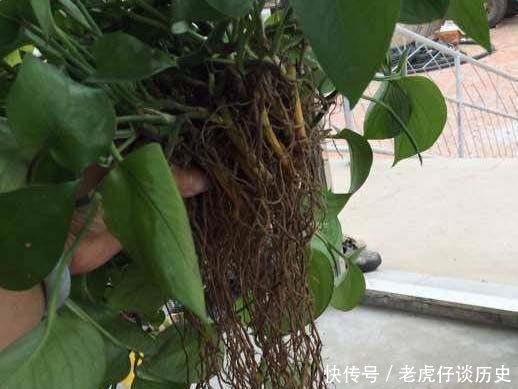  『系上的土壤』花店老板都嫌弃的花，白白送我，2个月后倒手卖100块
