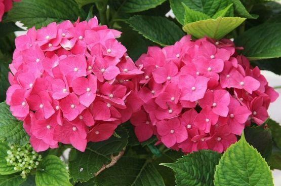  『庭院』“高档玫瑰”紫雾凝霜，美丽怡人，芳姿耀眼，庭院养花必备