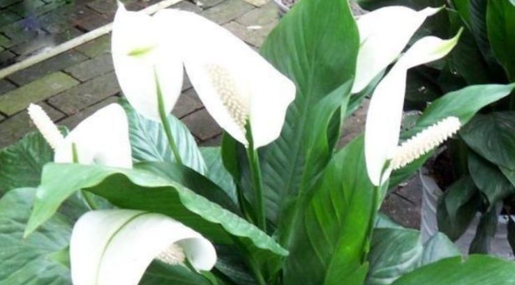  「开爆」此款花卉，花艳易爆盆，开花幽香暗淡，花开爆盆美如花