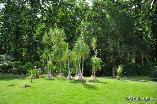 云南最有异域风情的城市，不是丽江和大理，是一座边境小城