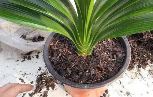  「花草」哪些土壤适合用来盆栽花草？弄懂4种土质，啥花都能蹭蹭长不停