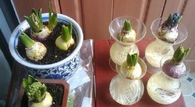  #艳丽#花开成串艳丽无比的风信子，最适宜此时栽种，做好3点轻松养活它