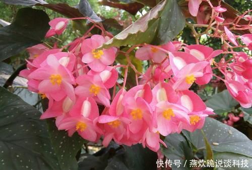  「春天」春天养花选它，满树红花，红红火火，一年四季都开花，是盆栽佳品