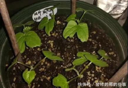 次水就行@阳台变花园,8种花现在养,半个月就爆满阳台,长的飞快花也多