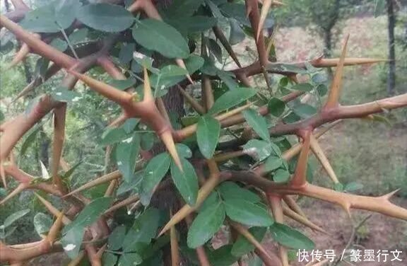 农村有种植物全身是刺，收购价都80块一斤，农民种植后致富