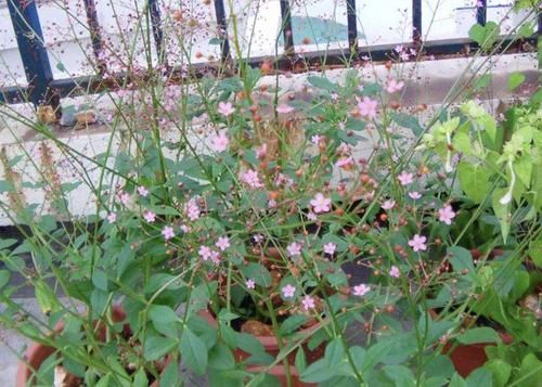  此种：此种“植物”，以往叶子常被拿去“喂猪”，而如今少见，遇到别踩