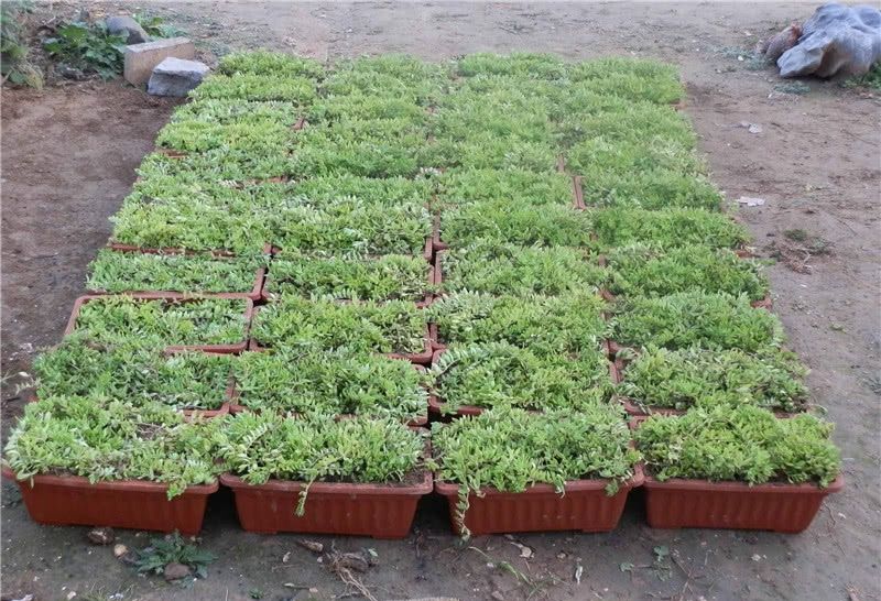  「成网」以前除之不尽，如今被包装成网红，一斤卖60元，农民：