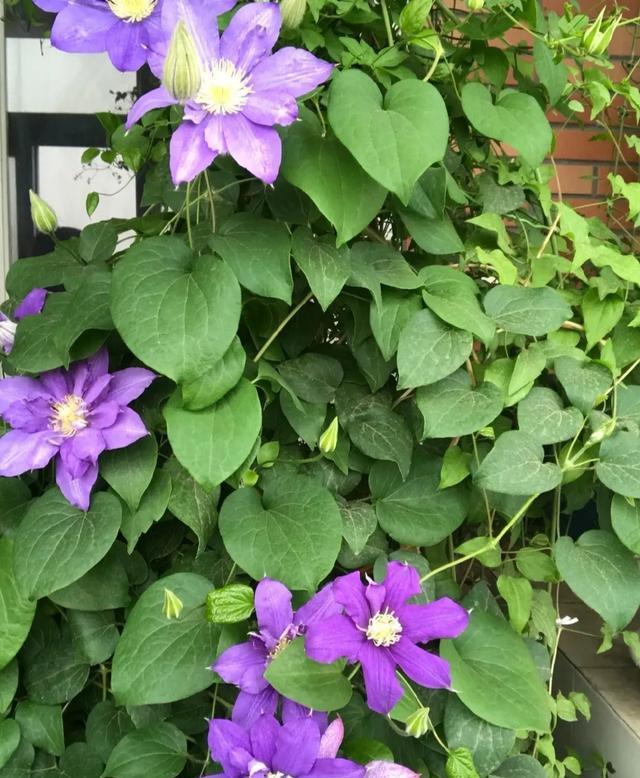  #图片作者#有一颗爱花的心，就算只有个封闭小阳台，也能养出一片花海！