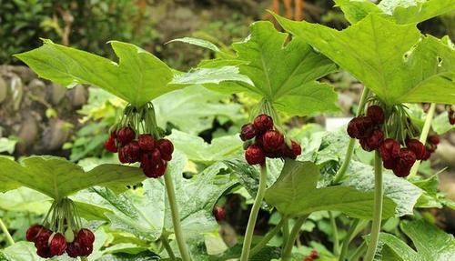 「大王花」这6种花“最臭”,开的再好看也没人养,第4种兰花能当“领带”