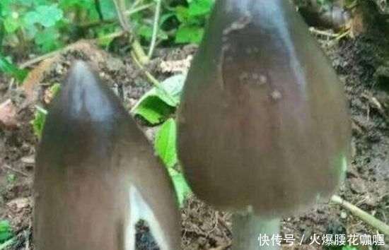  #野味#农村山上采摘的这个“宝贝”，一斤能卖近百元？竟还那么受欢迎！
