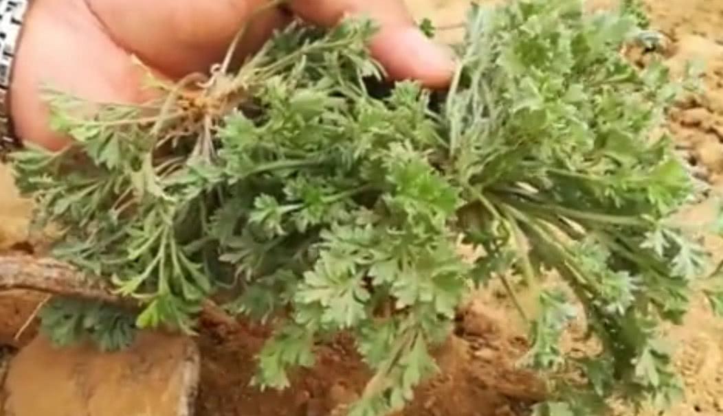 农村荒地里这种野菜，错过就要等一年，你们吃过这种野菜吗？