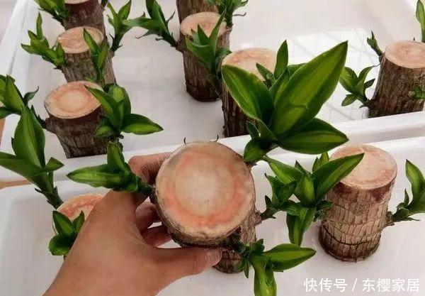 #试试#养不好的花,试试无土水培,几天长出大白根,还能开花呢!