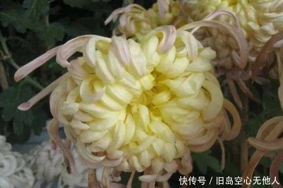 卧雪■喜欢菊花,不如养盆“菊中珍品”紫龙卧雪,似紫龙伏地,妖娆妩媚